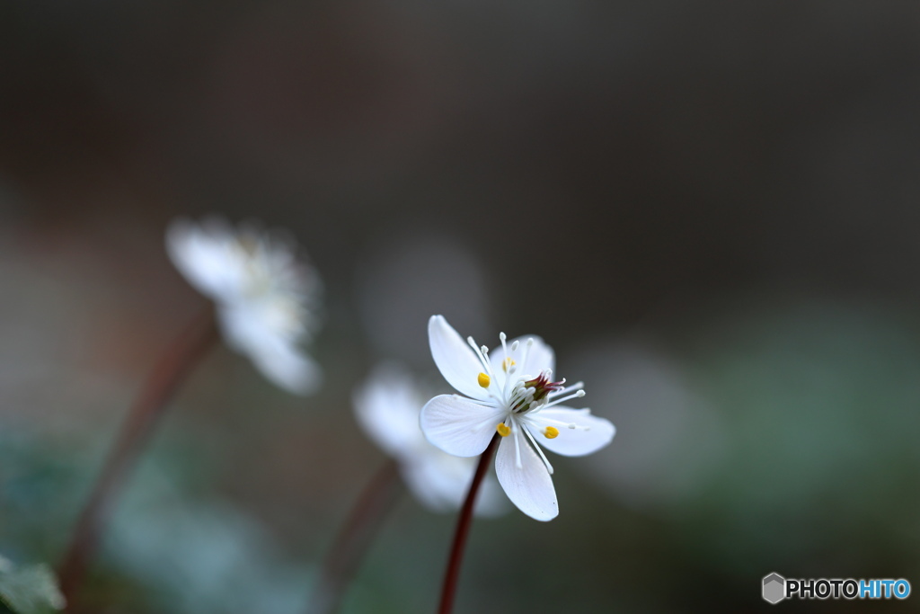 早すぎる開花