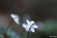 早すぎる開花