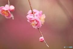 甲東梅林　梅①