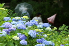 梅雨の季節