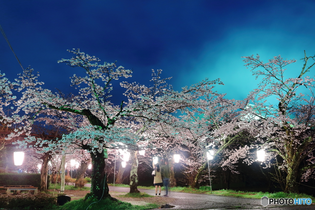 夜桜①