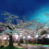 夜桜①
