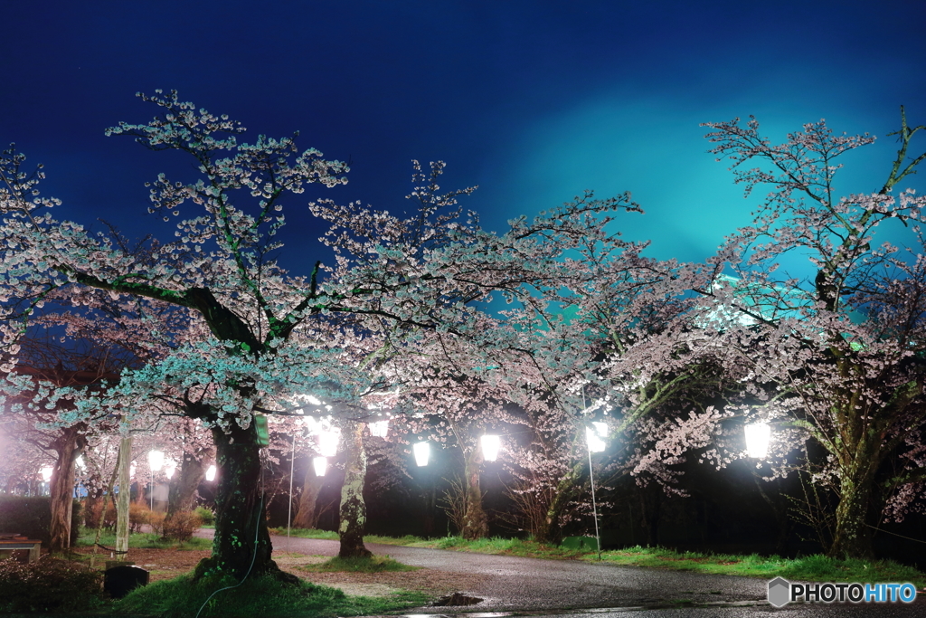 夜桜③