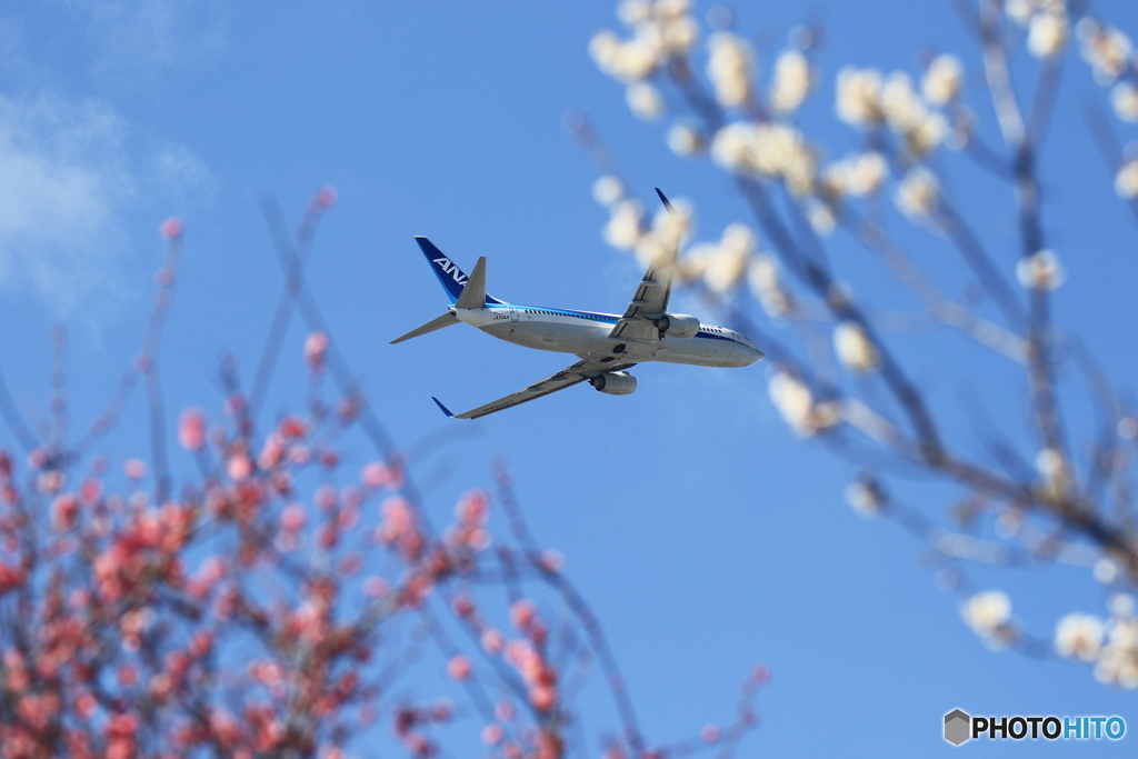 春を感じて（B737-800)