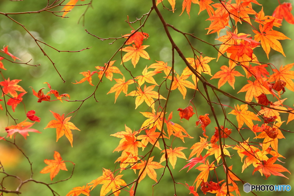 緑と紅葉