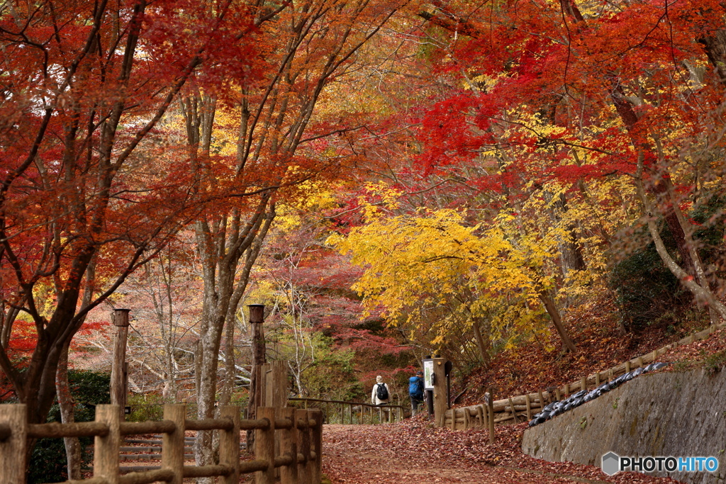 紅葉真っ盛り