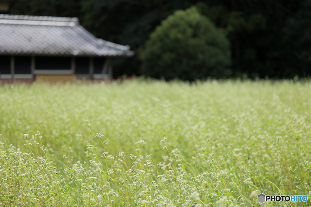 蕎麦畑にて①