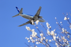 春を感じて(B737-500)