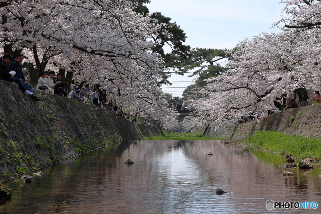 桜を愉しむ