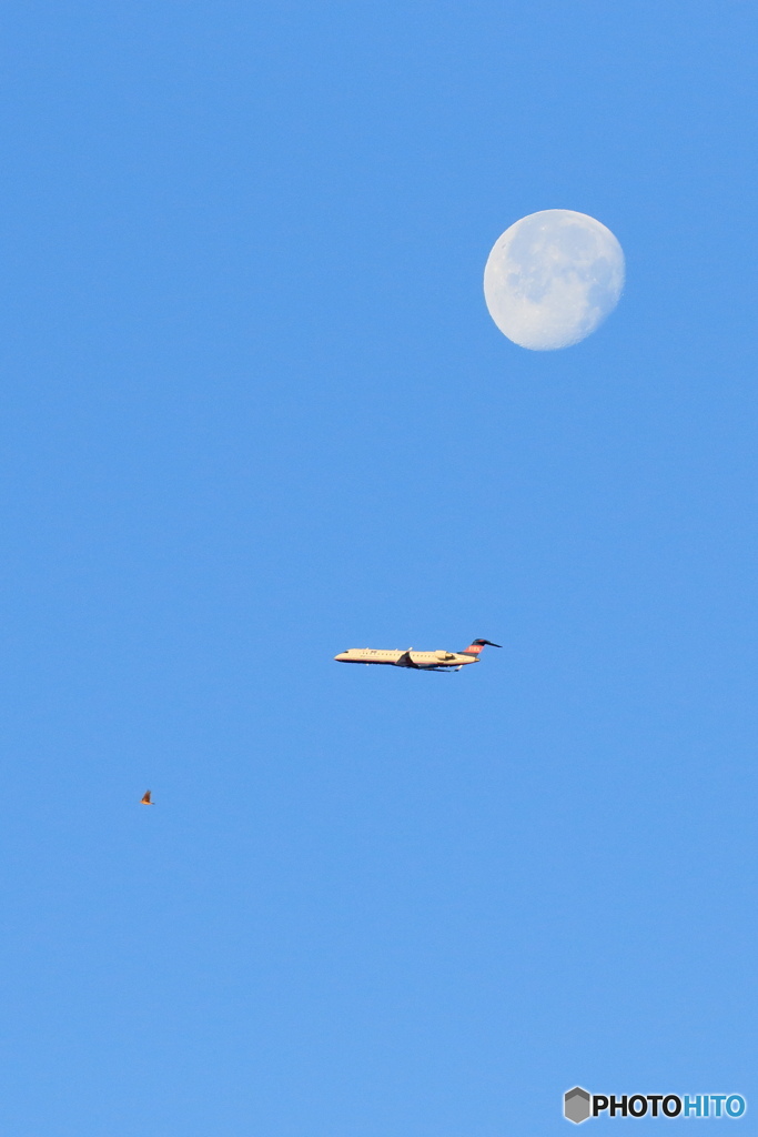 月と飛行機と鳥