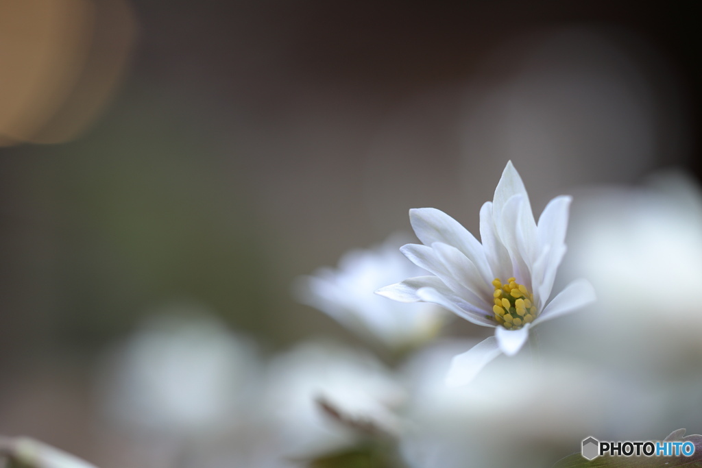 花開く