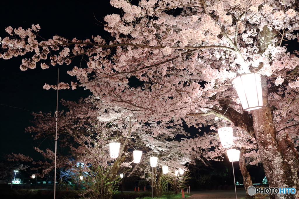 桜満開①