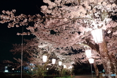 桜満開①