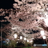 桜満開①