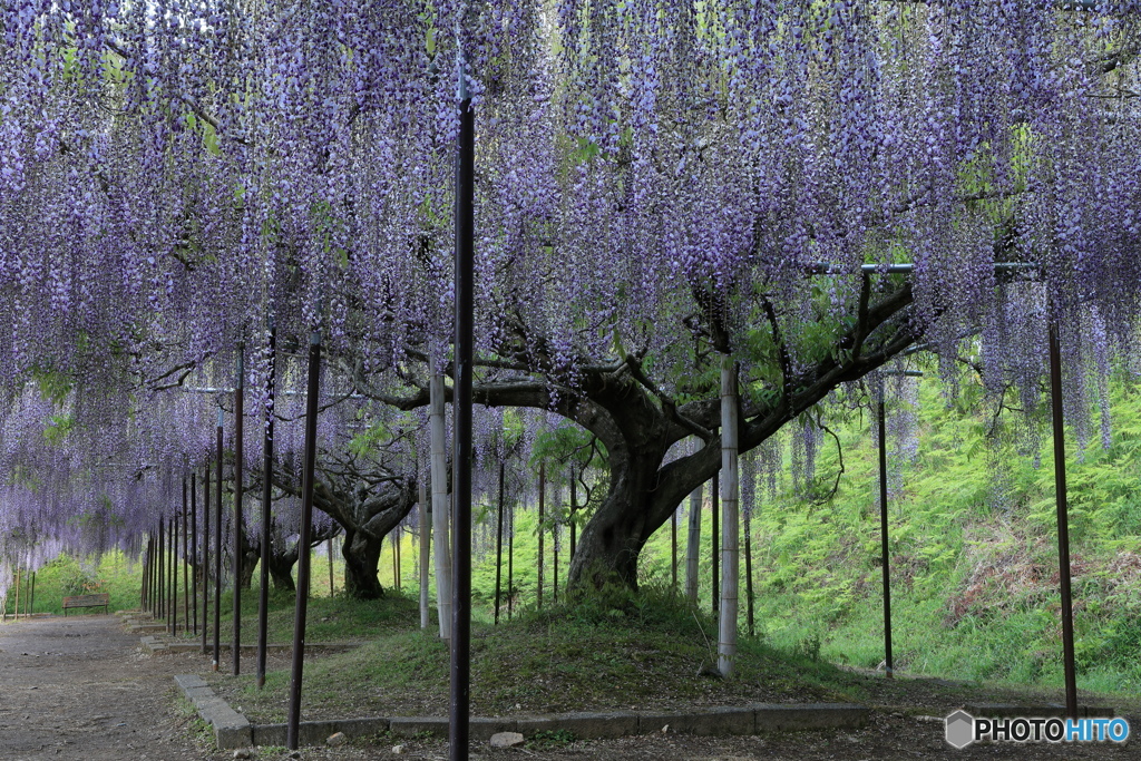 百毫寺九尺ふじ③