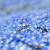 花の海
