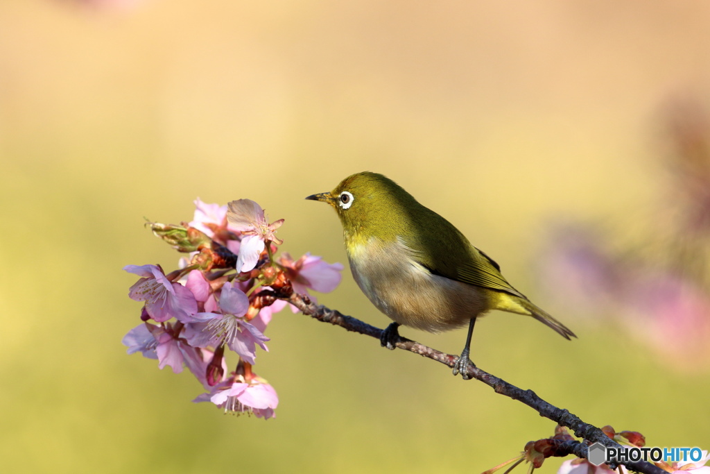 次はどの花にしようかな？