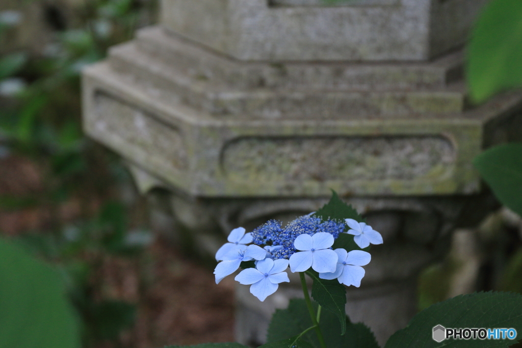 寺の紫陽花