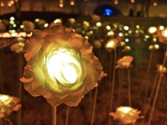 夜の花