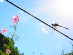 秋の青空