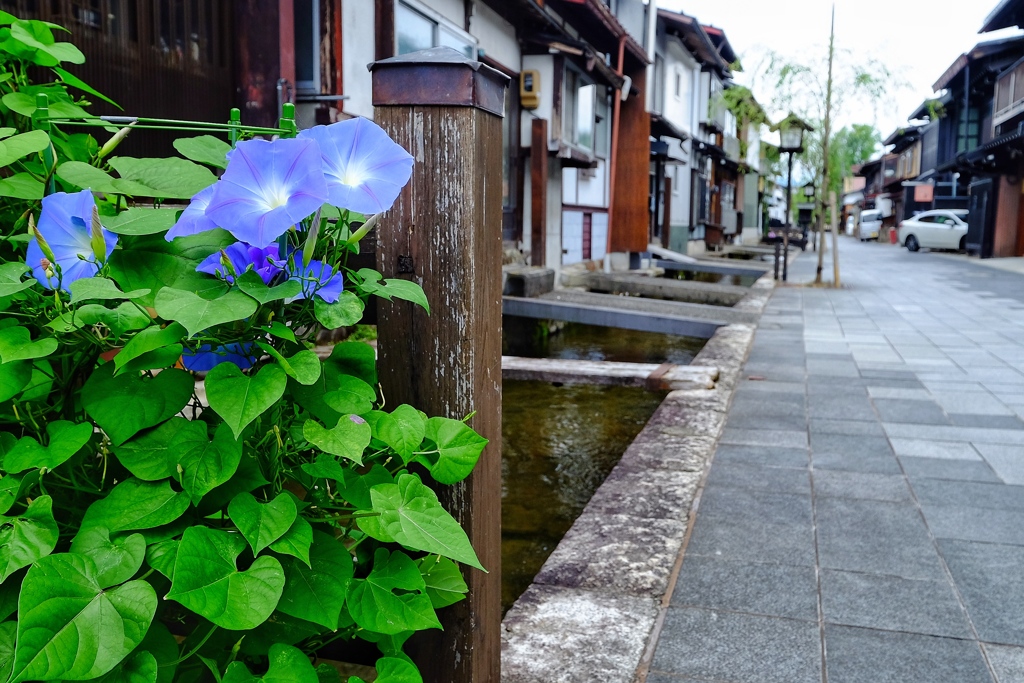お堀の彩り
