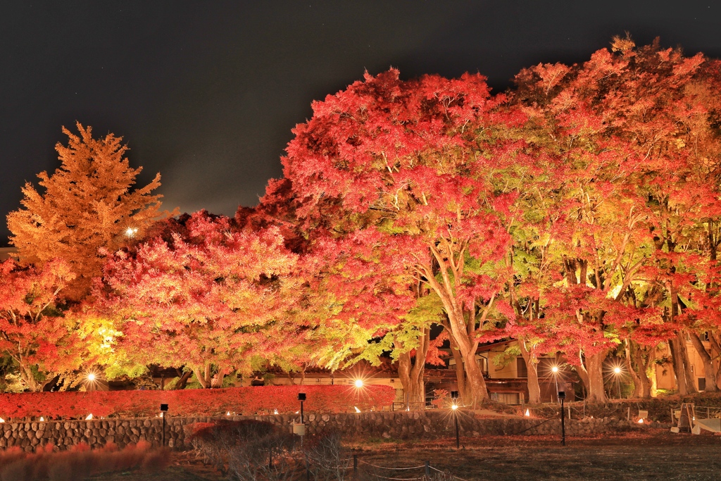 11月9日の紅葉回廊 1