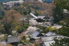 長谷寺　桜遠景