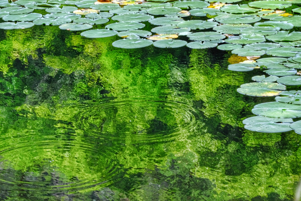 初夏の水辺