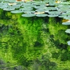 初夏の水辺