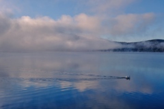 白鳥の湖 朝霧晴れる