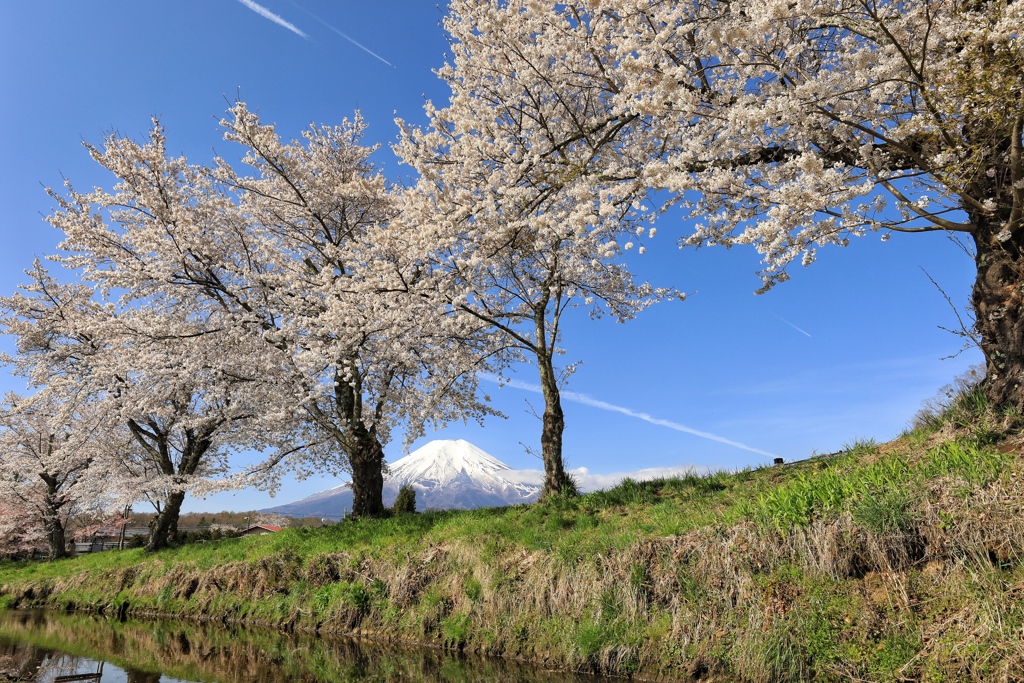 並木の向こう