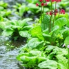 水辺に凛と