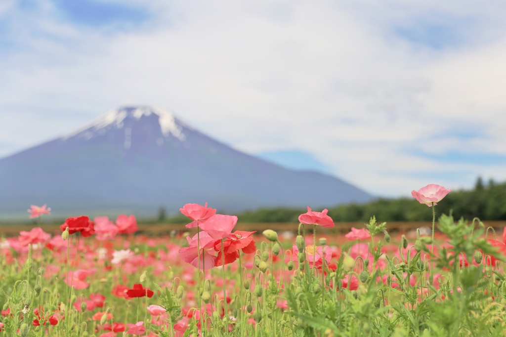 名前も色も形も可愛い花 By さななろ Id 写真共有サイト Photohito