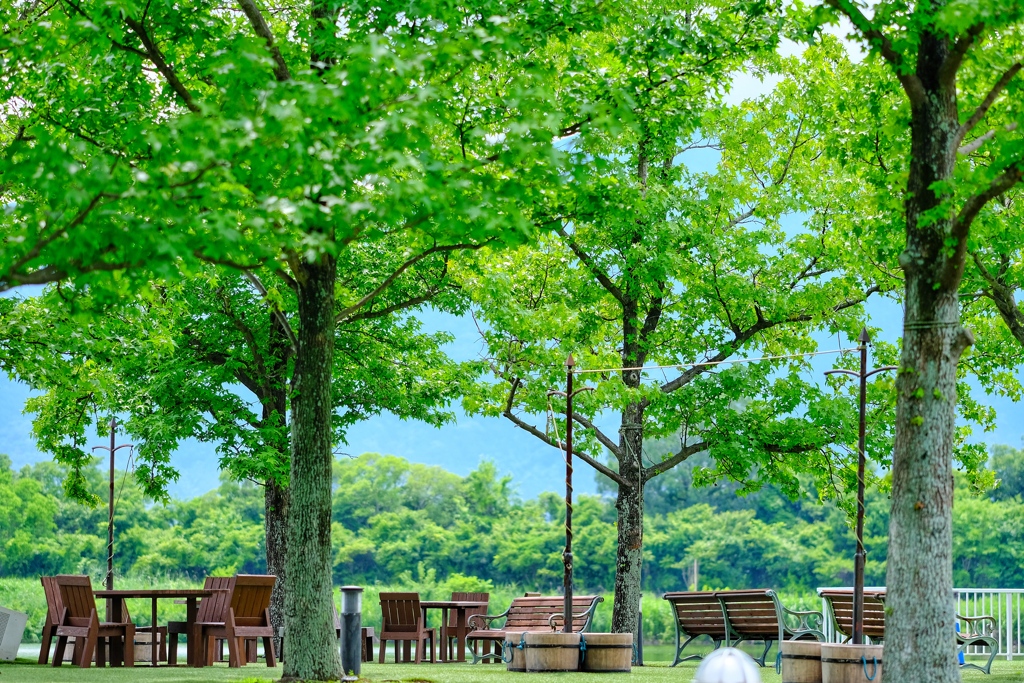 林の中の社交場