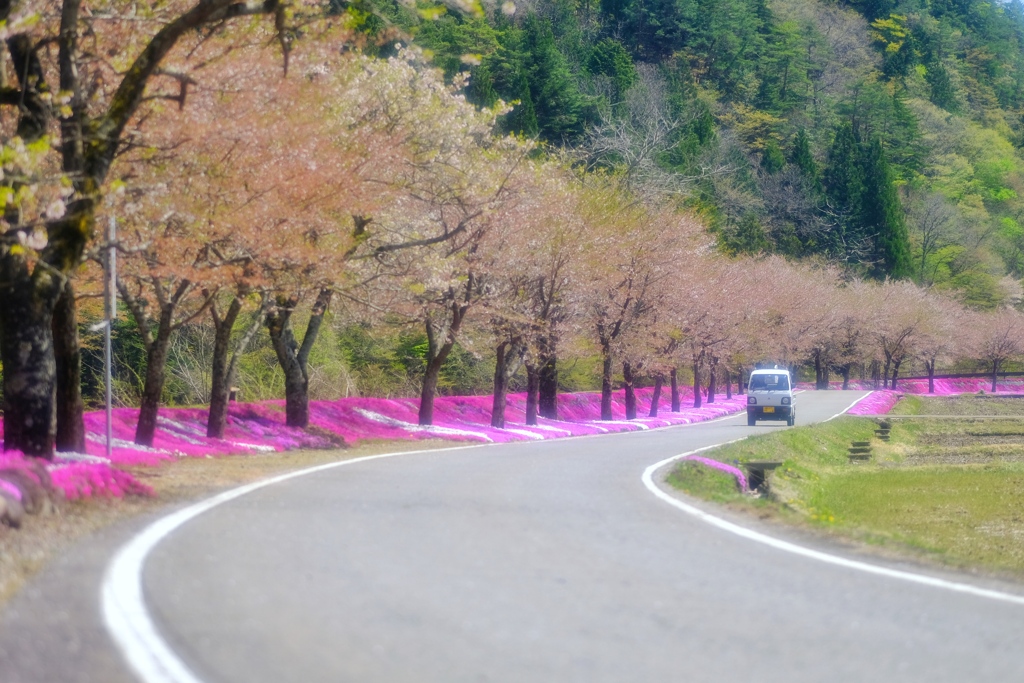 次の桜へ