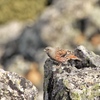 標高3000mに住む鳥