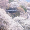 桜の杜を歩く