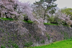 しだれ過ぎ桜