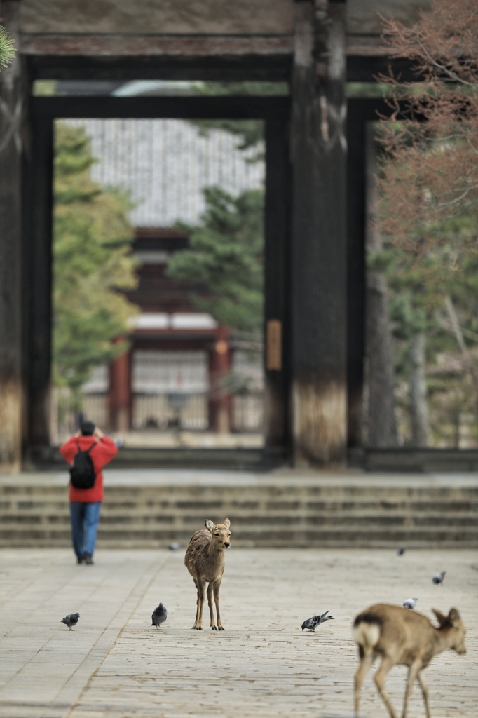 東大寺南大門
