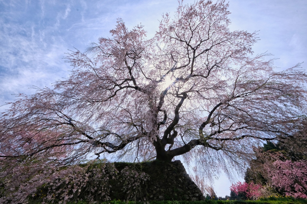 又兵衛桜を見上げて