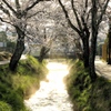 輝く小川