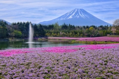 富士芝桜まつり 1