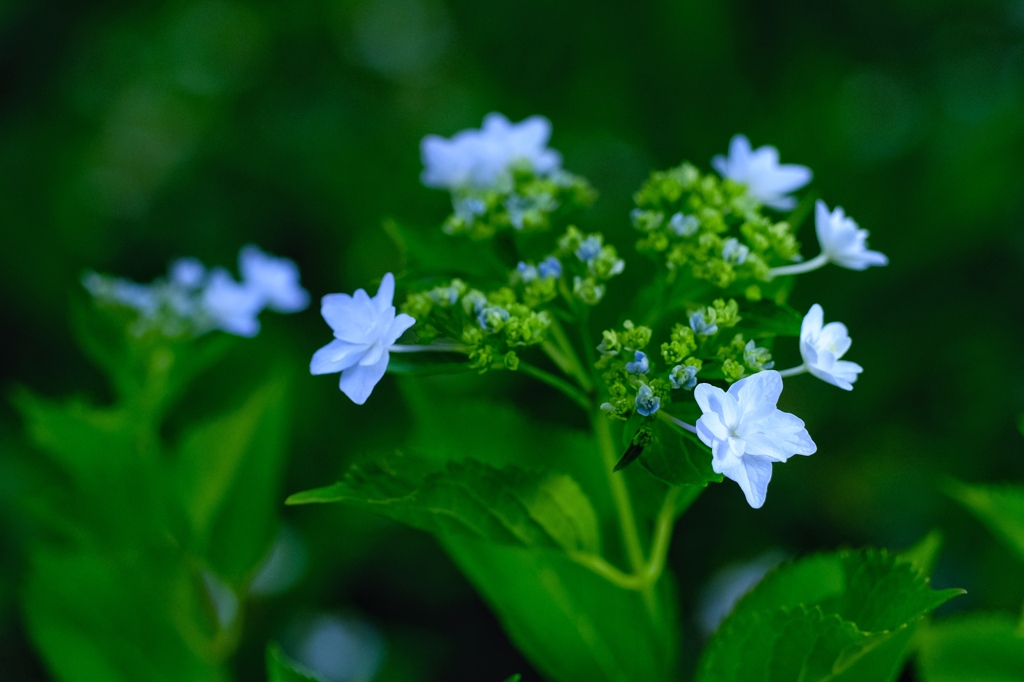 墨田の花火