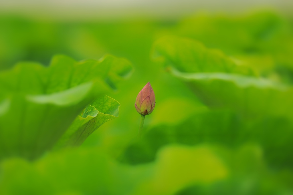 桃一点