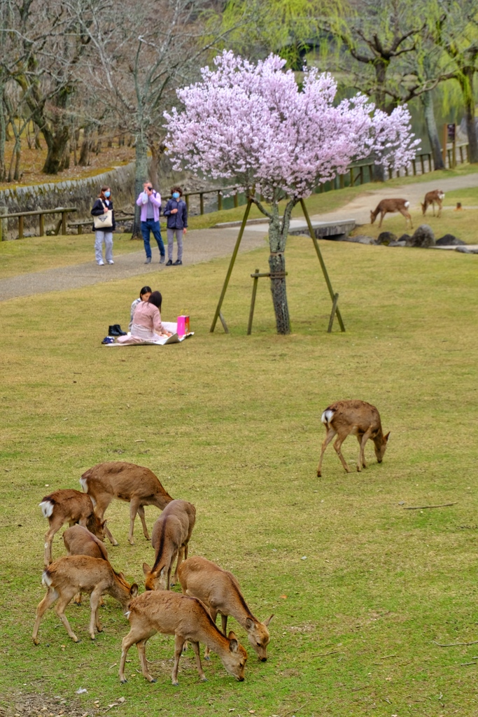 今春、桜の木の下で