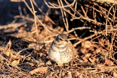 鳥の名は