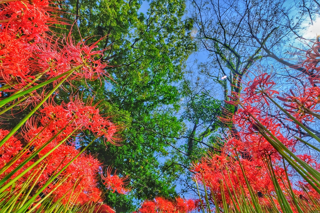 上を向いて