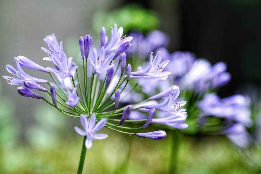 愛の花