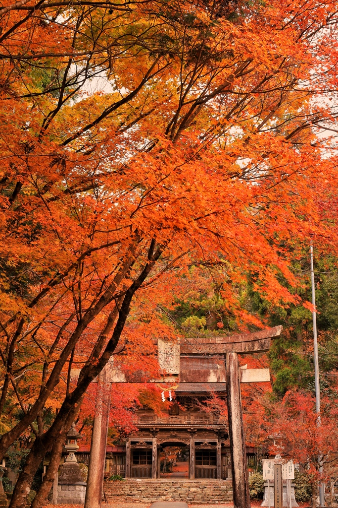 紅葉鳥居紅葉門紅葉