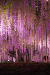 wisteria